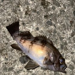 釣れたら楽しいね